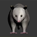 Gray Opossum With White Face Black Ears And Pink Paws Standing On Reflective Surface