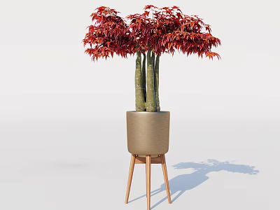 Red Maple Leaf Plant With Multiple Trunks In Brown Pot On Wooden Tripod Stand 3d model