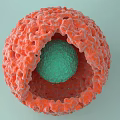 Abstract Sculpted Sphere With Red Textured Outer Layer And Green Inner Core 3d model