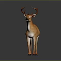 Realistic Orange And White Deer With Antlers Standing On Reflective Black Surface And Gray Background