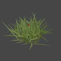 Red and Black Ladybug Crawling on Green Grass Blades in Natural Outdoor Setting