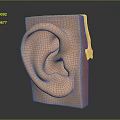 Human Ear Anatomical Model Showing Detailed Structure With Skin And Cartilage Layers