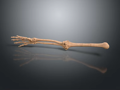 Anatomical Human Hand And Forearm Skeletal Model With Finger Bones And Joint Details 3d model