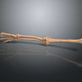 Anatomical Human Hand And Forearm Skeletal Model With Finger Bones And Joint Details