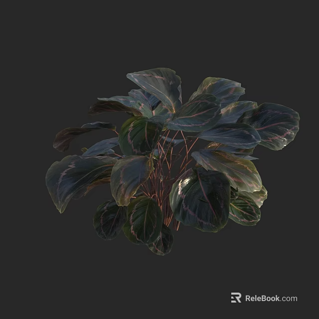 Lush Indoor Plant With Dark Green Leaves And Purple Red Stripes For Home Decor 3d model 