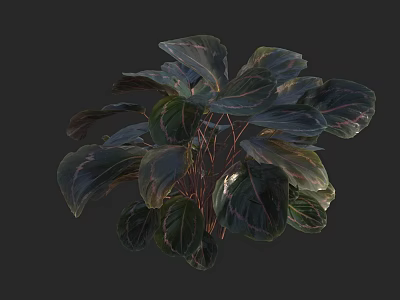 Lush Indoor Plant With Dark Green Leaves And Purple Red Stripes For Home Decor 3d model