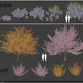 Ornamental Trees Wisteria and Kanzan Cherry with Purple and Orange Blooming Flowers