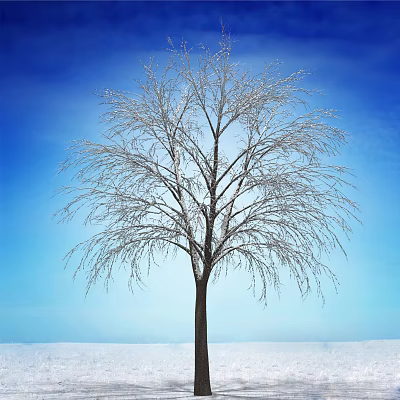 Winter Bare Tree With Snow Covered Branches Against Blue Sky And Snowy Ground 3d model