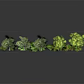 Various Vibrant Decorative Plants Featuring Green Yellow Red Leaves And Different Shapes Sizes