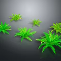 Six Vibrant Green Ferns Arranged on Dark Background With Glossy Leaves