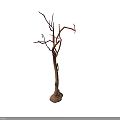 Dried Tree Branch With Bare Twigs And Natural Texture Isolated On White Background