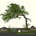 Modern landscape tree Taxus chinensis shape oblique floating tree courtyard tree 3d model