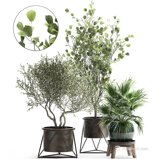 Bonsai Potted Plants Featuring Olive Tree Large Green Plant And Palm With Leaf Details 3d model 