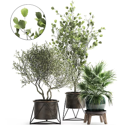Bonsai Potted Plants Featuring Olive Tree Large Green Plant And Palm With Leaf Details 3d model