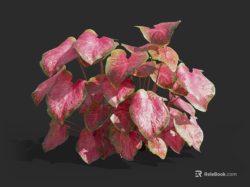 Clump Of Lush Tropical Plant With Pink And Green Variegated Heart Shaped Vibrant Leaves 3d model 
