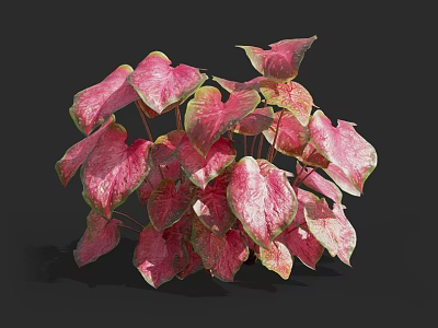 Clump Of Lush Tropical Plant With Pink And Green Variegated Heart Shaped Vibrant Leaves 3d model