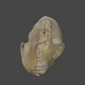 Primate Skull Anatomical Structure With Prominent Canine Teeth And Facial Features