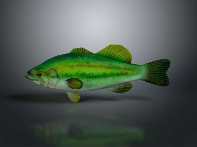 Vibrant Green Yellow Striped Fish With Detailed Body And Reflection On Grey Background 3d model