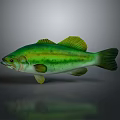Vibrant Green Yellow Striped Fish With Detailed Body And Reflection On Grey Background
