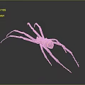 Detailed View Of Large Spider With Yellow Black Striped Body And Long Legs