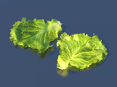 Two Fresh Vibrant Green Lettuce Leaves on Dark Blue Background 3d model