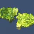 Two Fresh Vibrant Green Lettuce Leaves on Dark Blue Background