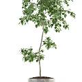 Lush Bonsai Plants With Green Foliage In Ceramic And Concrete Pots