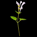Purple Flowering Plant With Several Leaves Slender Stem And Black Background