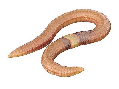 Slender Brown Reptile With Segmented Body And Worm Like Appearance 3d model