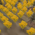 Scenic Wooden Road Facility Platform With Green Tent Statue Two Figures And Yellow Trees