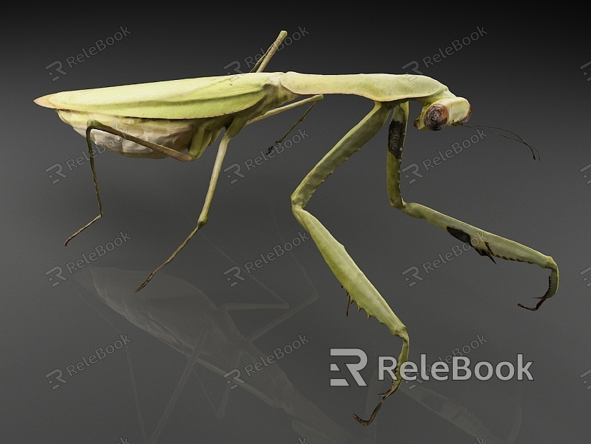 stripe mantis worm mantis model