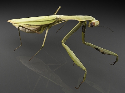 stripe mantis worm mantis model