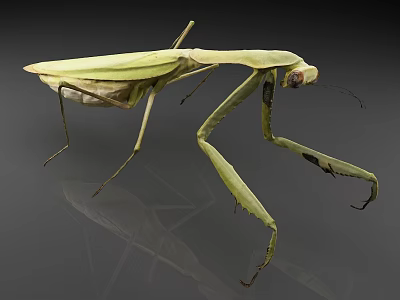 Green Reptile With Slender Body And Long Limbs On Gray Background With Reflection 3d model