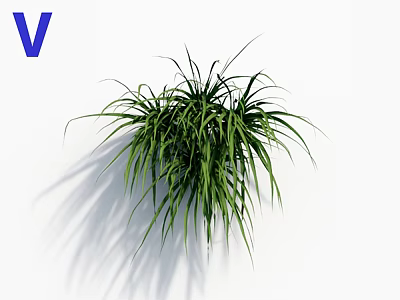 Fresh Green Hanging Plants With Long Slender Leaves On White Background Shadow 3d model
