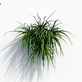 Fresh Green Hanging Plants With Long Slender Leaves On White Background Shadow