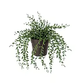 Indoor Decorative Bonsai Potted Plant with Hanging Green Leaves in Brown Pot