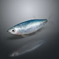 Silver Aquatic Fish With Large Eyes And Shiny Smooth Body Against Dark Background With Reflection