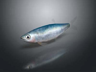 Silver Aquatic Fish With Large Eyes And Shiny Smooth Body Against Dark Background With Reflection 3d model