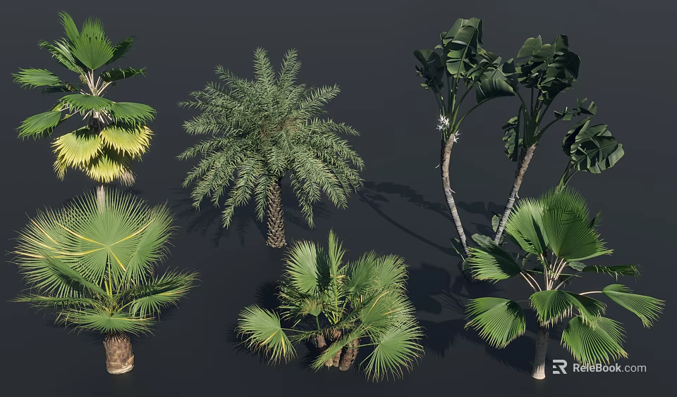 Various Tropical Trees with Large Green Leaves and Thick Trunks in Collection 3d model 