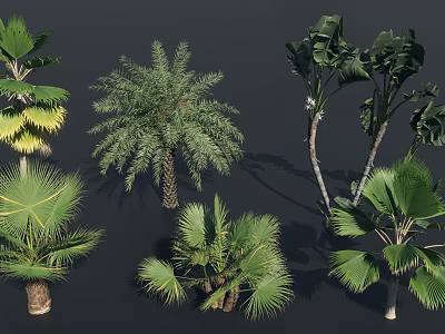Various Tropical Trees with Large Green Leaves and Thick Trunks in Collection 3d model