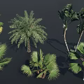 Various Tropical Trees with Large Green Leaves and Thick Trunks in Collection