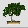 Artistic Bonsai Tree with Twisted Trunk Exposed Roots and Lush Green Leaves in Woven Pot