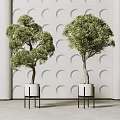 Bonsai Plants in White Pots with Black Stands Against Circular Patterned Wall 3d model