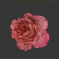 Beautiful Pink Rose With Ruffled Petals On Dark Background And Shiny Reflection
