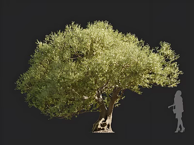 Large Tree With Lush Green Foliage And Thick Trunk Beside Human Silhouette On Dark Background 3d model