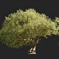 Large Tree With Lush Green Foliage And Thick Trunk Beside Human Silhouette On Dark Background