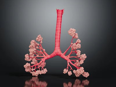 Human Lung Organ And Hair Structure Detailed 3D Model Anatomical Visualization 3d model