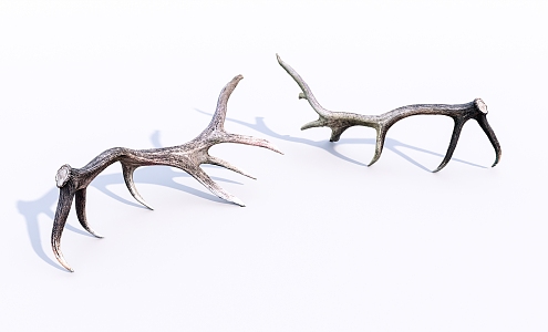 Modern antlers elk antlers 3d model