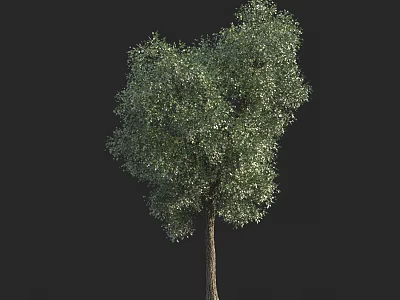 Tall Arbor With Lush Green Foliage And Sturdy Trunk In Isolated Setting 3d model