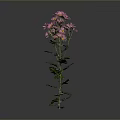Pink Flowering Plant With Green Leaves Vibrant Petals And Gray Background